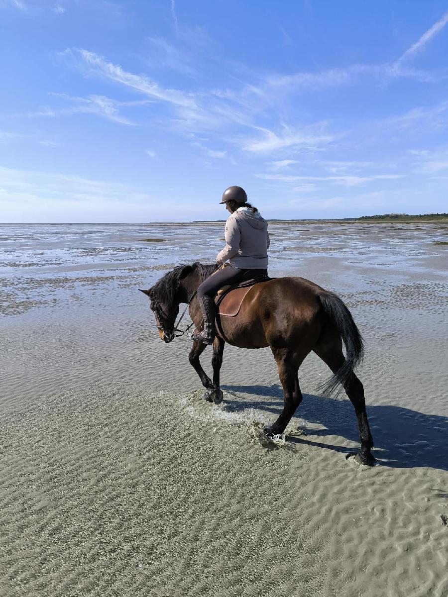 Gite equestre cheval Ponthoile dans la Somme  photo 5