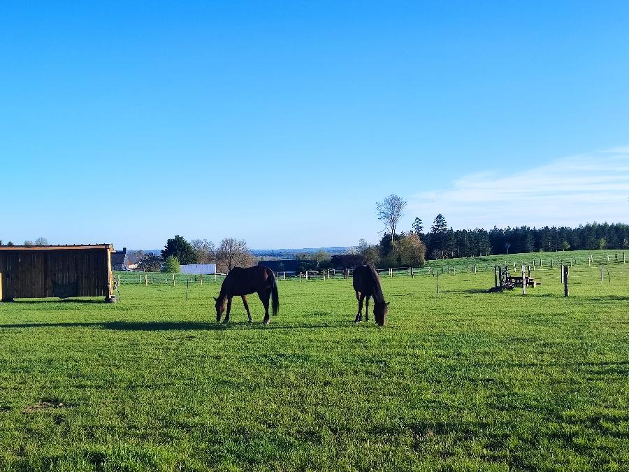 Gite equestre cheval Terres de Druance dans le Calvados  photo 6