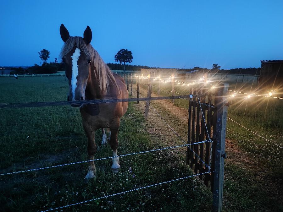 Gite equestre cheval Terres de Druance dans le Calvados  photo 5