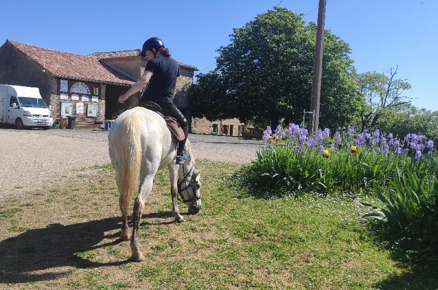 gite equestre Saint-Beauzile Tarn Ferme Equestre de la Grsigne