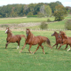 logo Ferme Equestre des Ribires Claire DURON <em>87260 Saint-Genest-sur-Roselle</em>