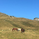 logo Alpes quitation Claire PEROT 