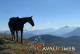 logo Cavalicimes Marion BOURBIER <em>26310 Valdrme</em>