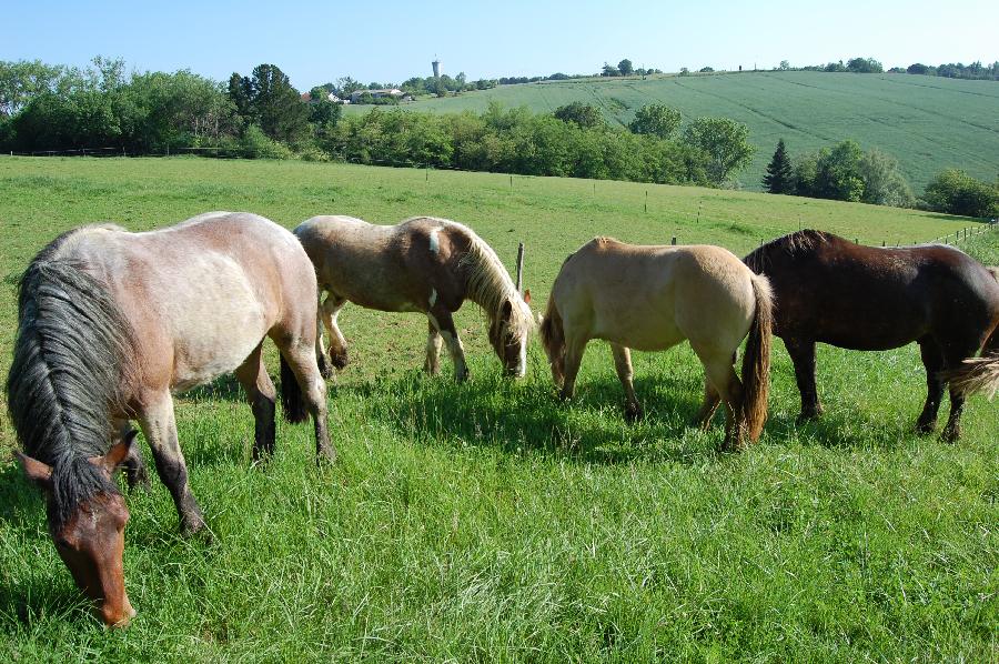 pension cheval  Marmande Lot-et-Garonne PNR de Millevaches en Limousin