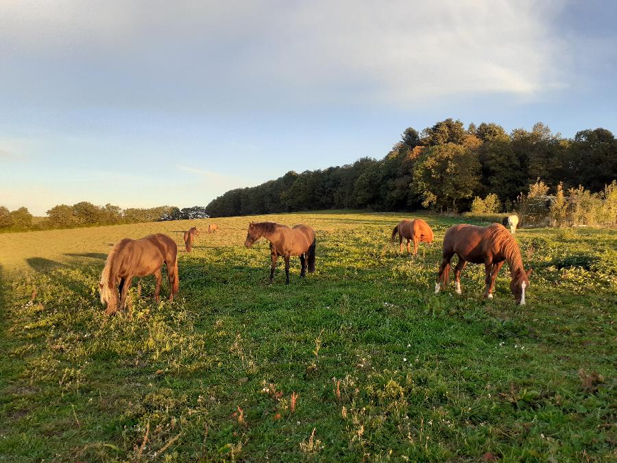 pension cheval  Les Cammazes Tarn Parc Naturel Rgional du Haut-Languedoc