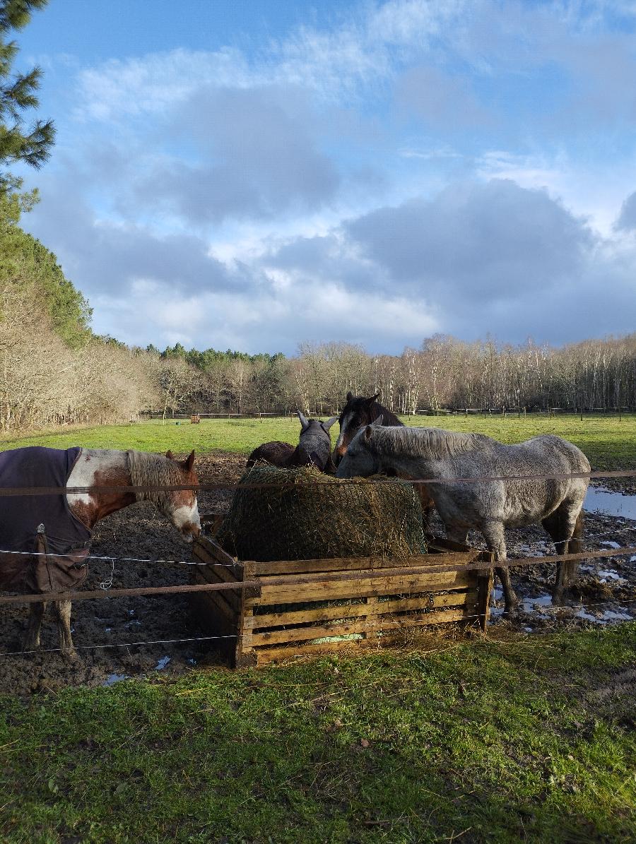 pension cheval  Hourtin Gironde Mdoc