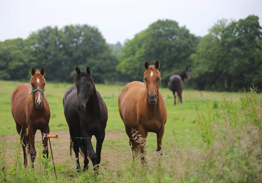 0 Saint-Adrien   photo 2