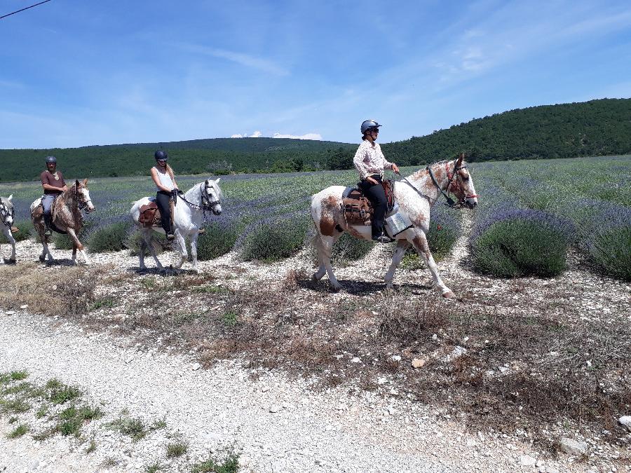 Randonnée équestre Alpes de Haute-Provence Provence photo 5