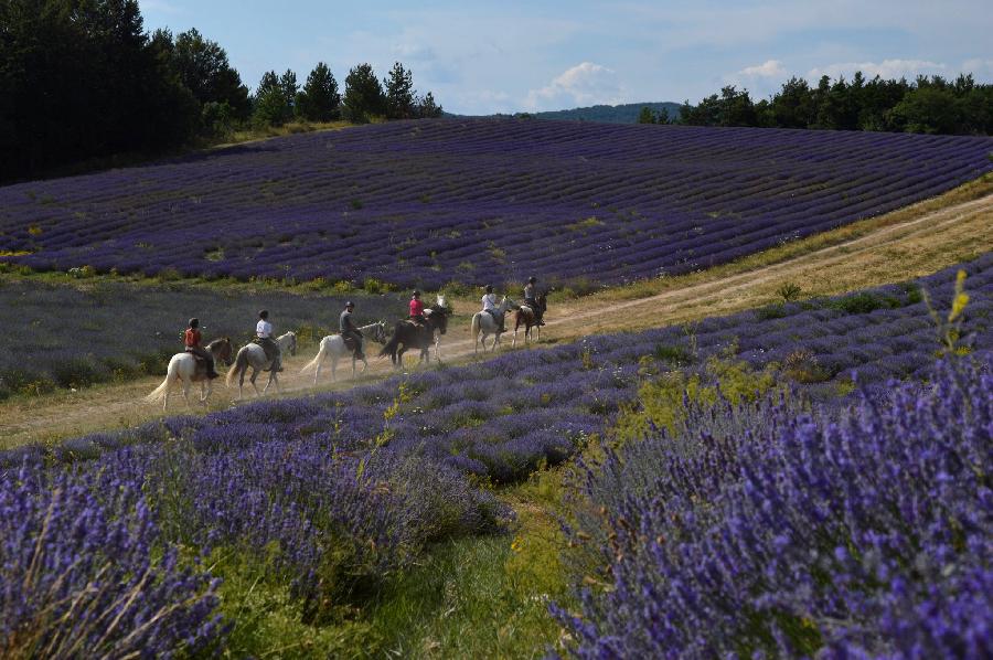 rando Randonnée équestre Alpes de Haute-Provence
