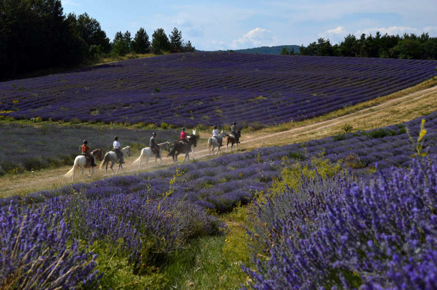 Séjour équestre Alpes de Haute-Provence  photo 1
