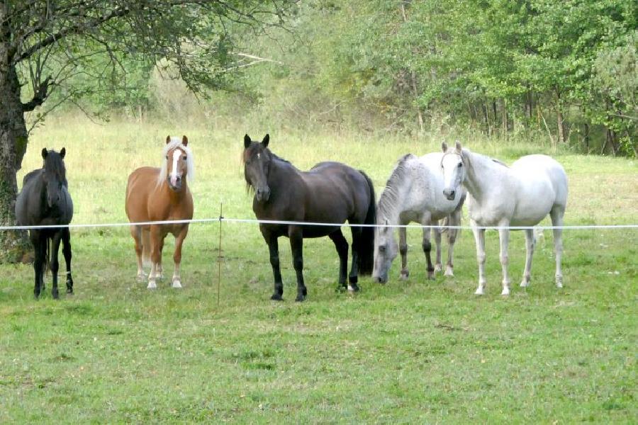 stage Pour les propriétaires de chevaux Jura