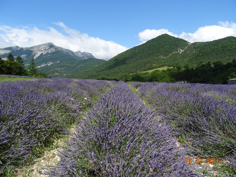 Randonne questre Alpes de Haute-Provence Provence photo 5