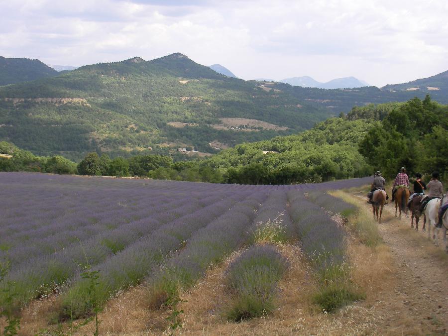 Randonne questre Alpes de Haute-Provence Provence