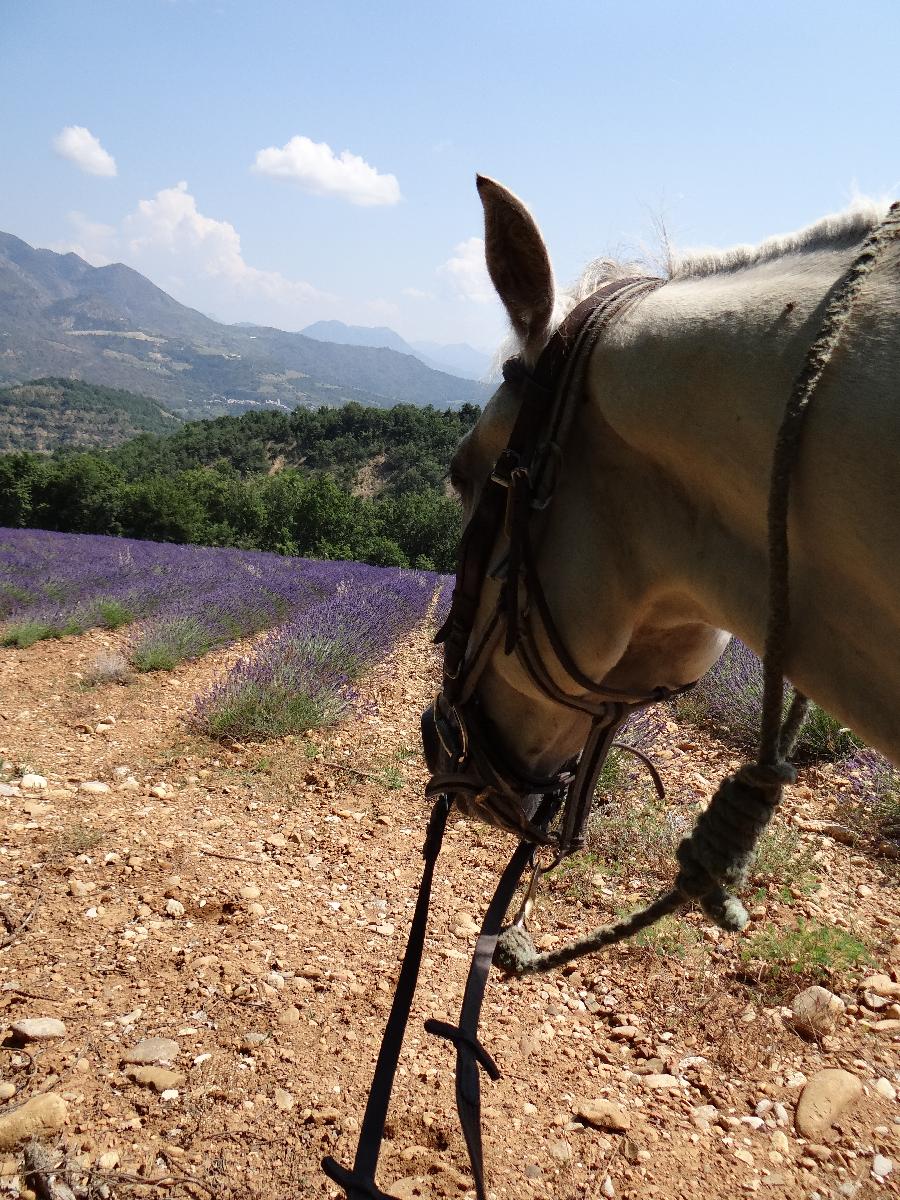 Randonne questre Alpes de Haute-Provence Provence photo 5