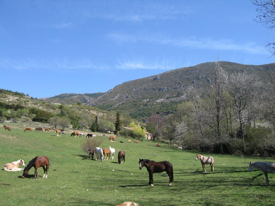 Randonne questre Alpes de Haute-Provence PNR du Verdon photo 3