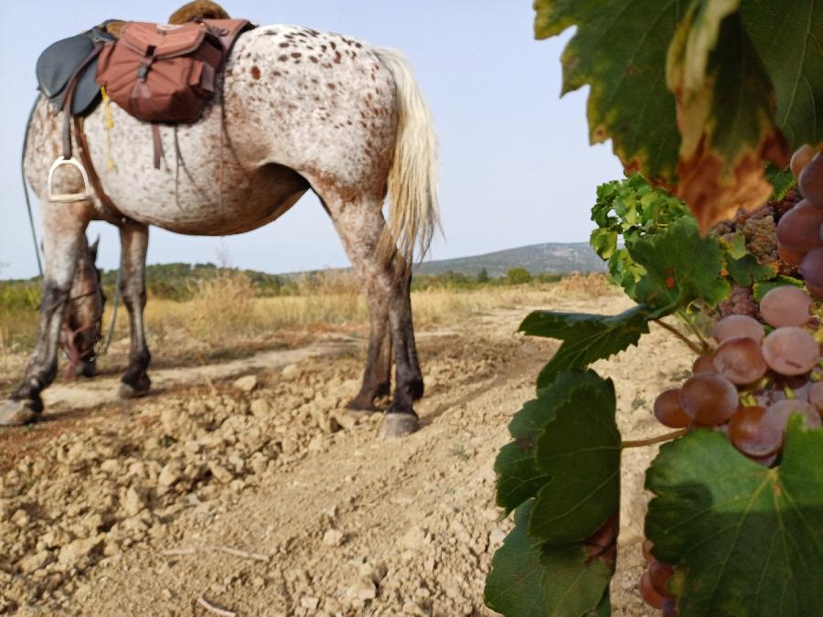 Balade  cheval Aude Corbires photo 4