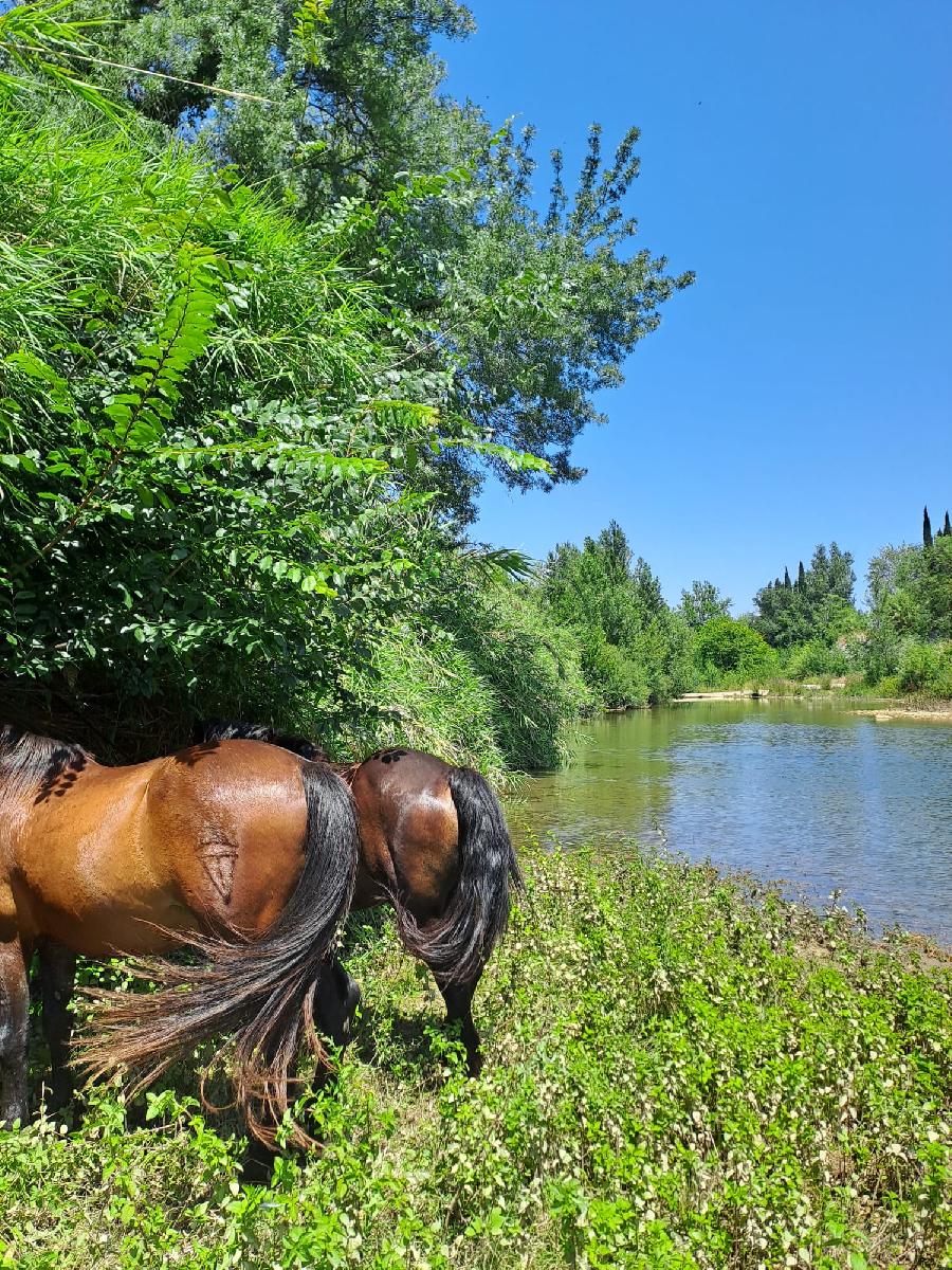 Balade  cheval Aude Corbires