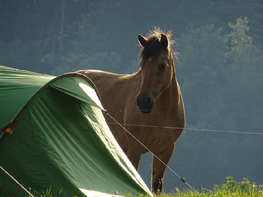 Randonne questre Tarn  photo 4