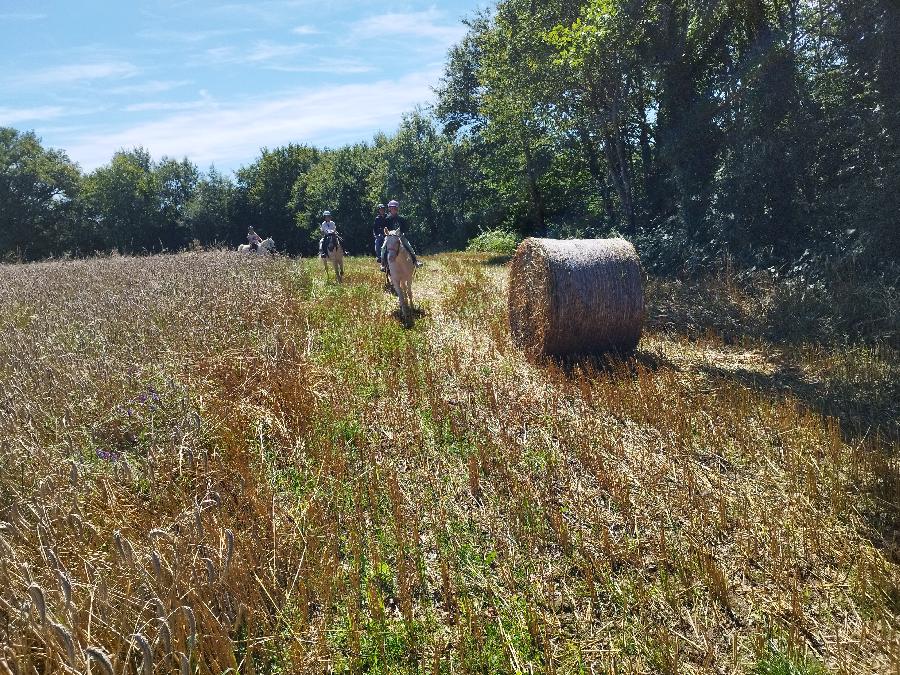 rando Balade  cheval Haute-Vienne