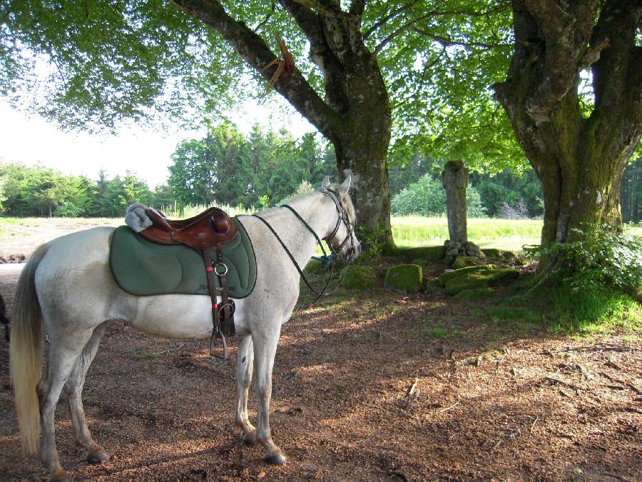 Voyage  cheval Haute-Vienne Limousin photo 2