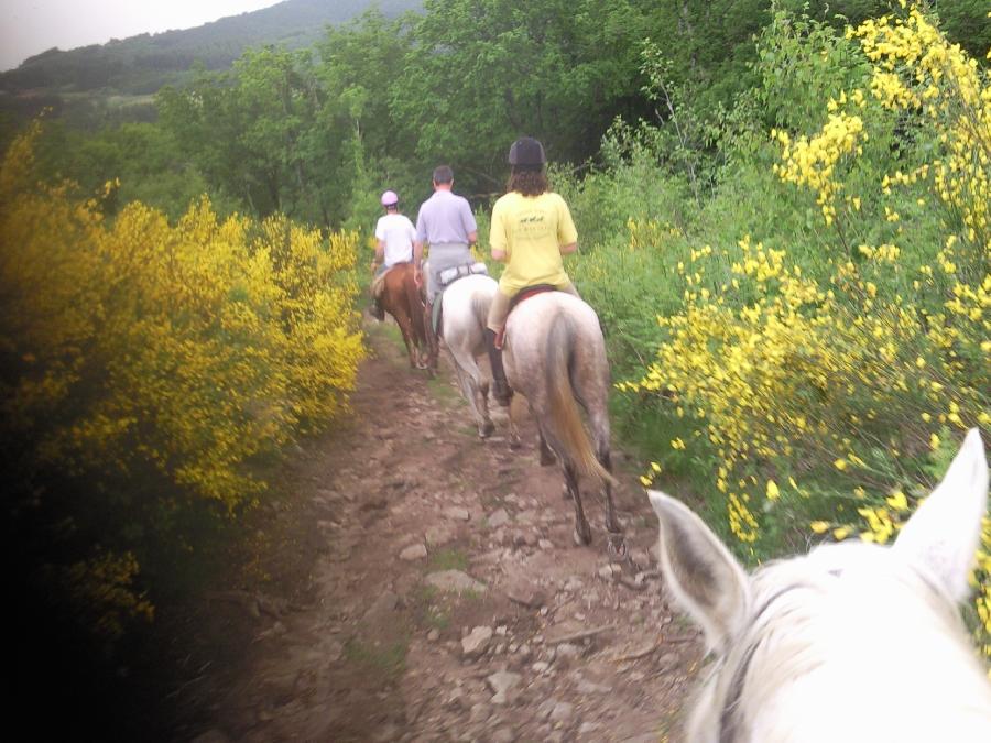 Sjour questre Corrze PNR de Millevaches en Limousin photo 4