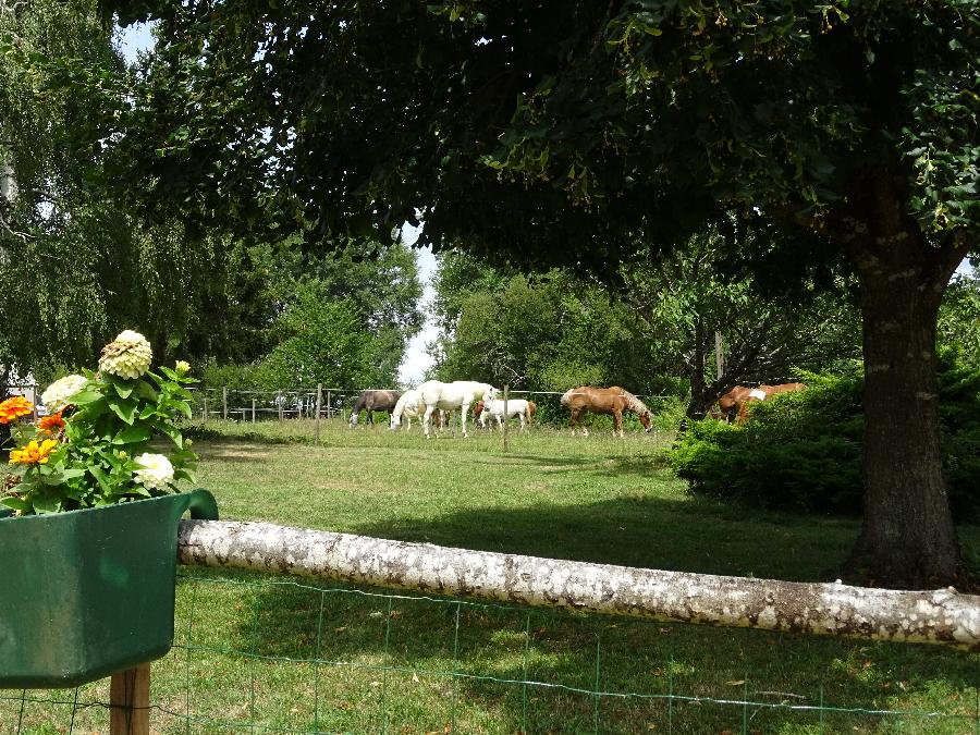 Sjour questre Dordogne  photo 6