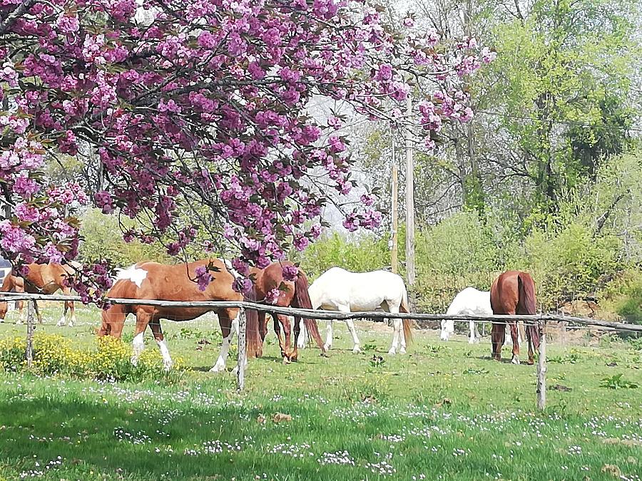 Sjour questre Dordogne Prigord photo 2