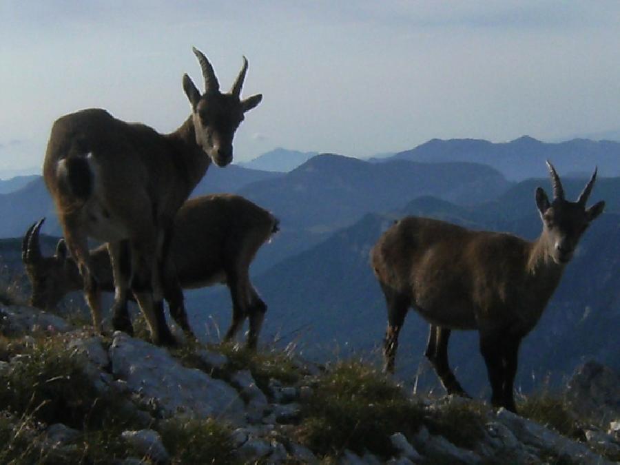 Randonne questre Drme PNR du Vercors photo 5