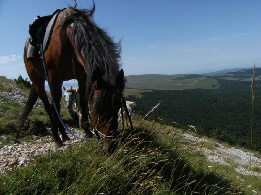 Sjour questre Drme PNR du Vercors photo 3