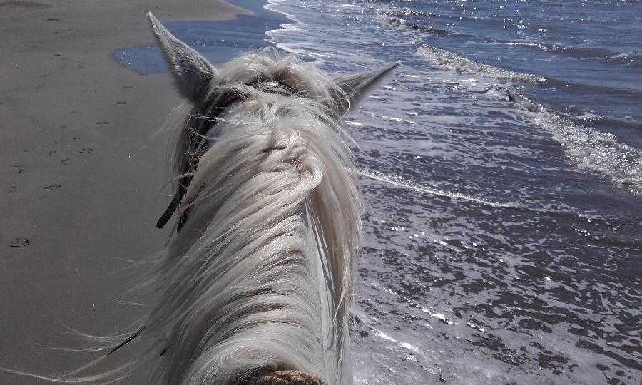 Sjour questre Bouches-du-Rhne Camargue photo 3