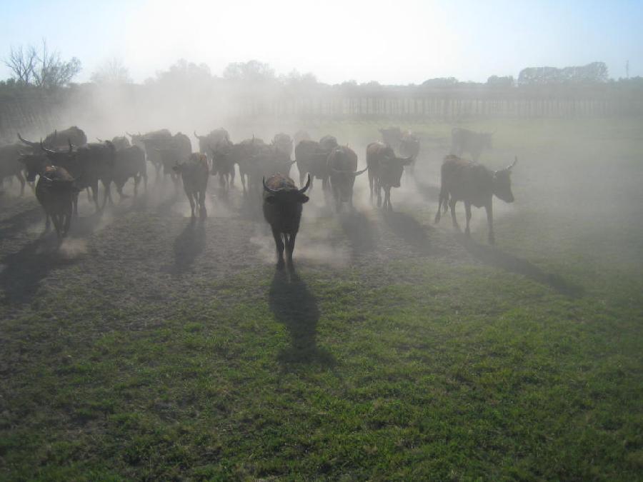 Sjour questre Bouches-du-Rhne Camargue photo 6