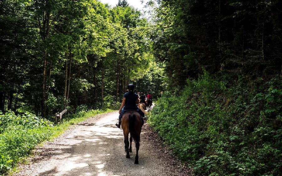 Centres de tourisme équestre dans les Vosges proposant de la randonnée  équestre