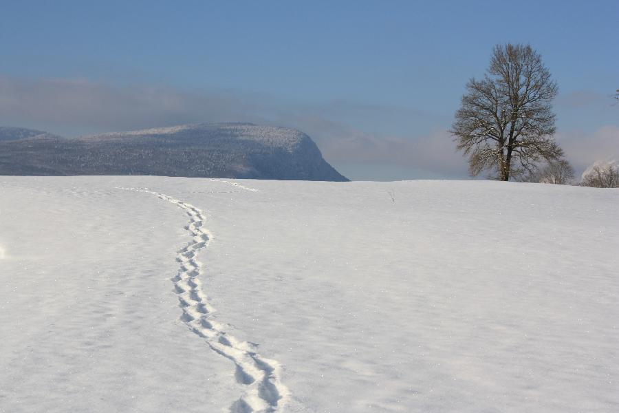 sejour Savoie PNR du Massif des Bauges photo 6