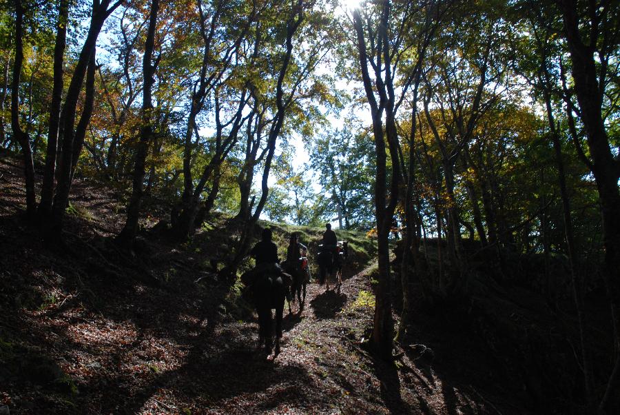 Sjour questre Haute-Garonne  photo 6