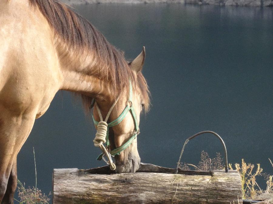 Randonne questre Haute-Garonne  photo 4