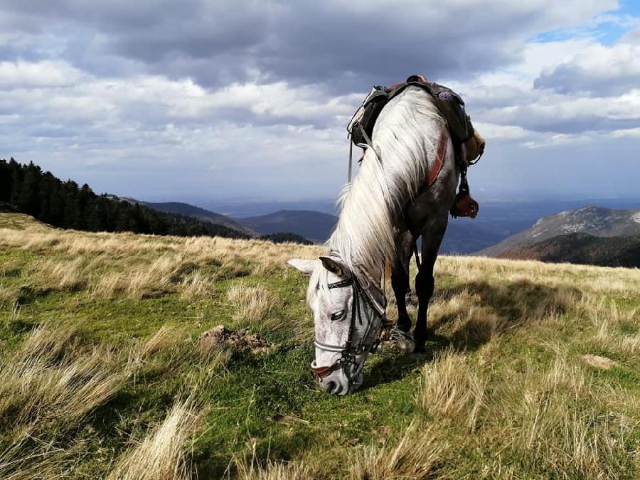 Sjour questre   photo 6