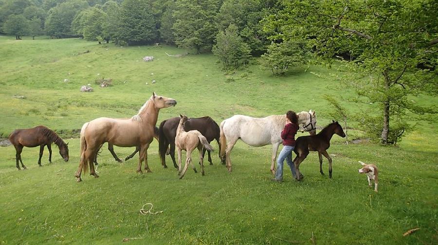 randonnee cheval haute garonne