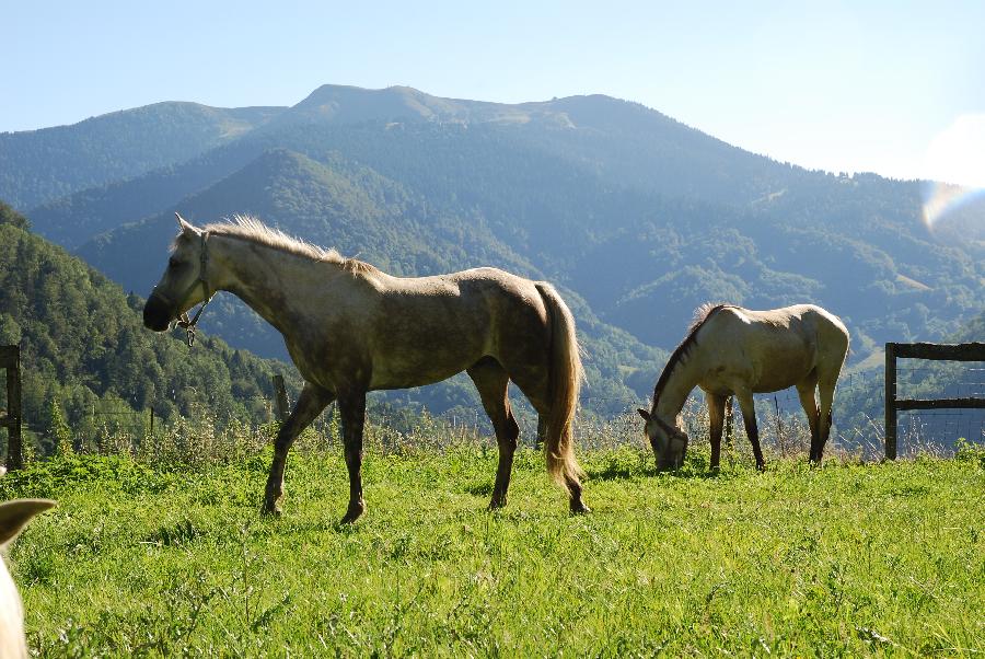 Sjour questre Haute-Garonne  photo 5