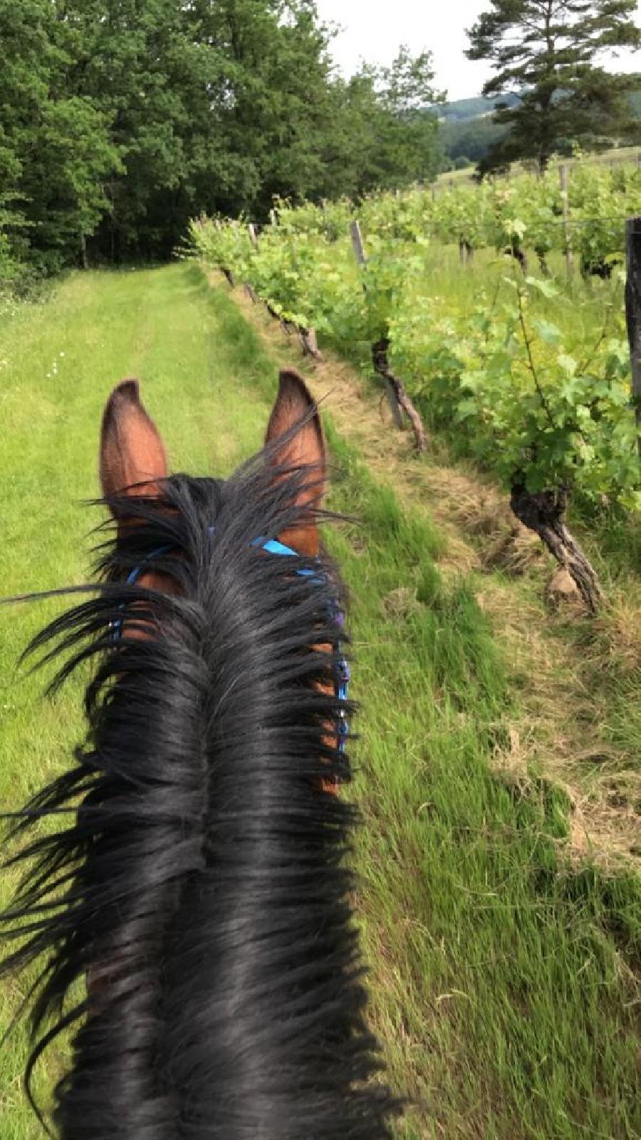 Balade  cheval Dordogne Prigord