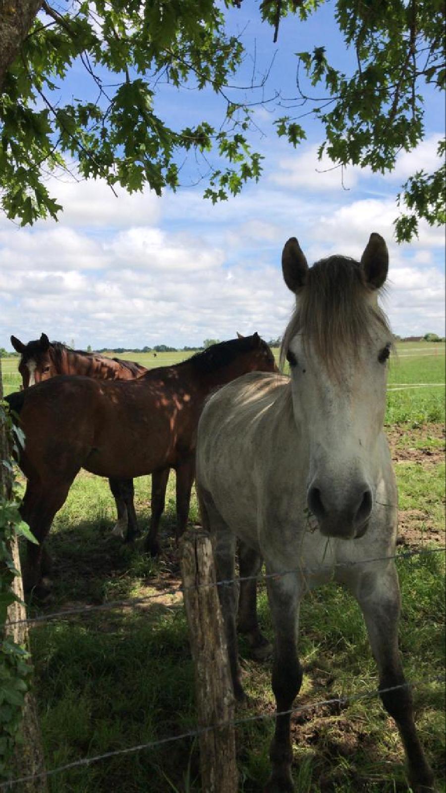 Balade  cheval Dordogne Prigord photo 2