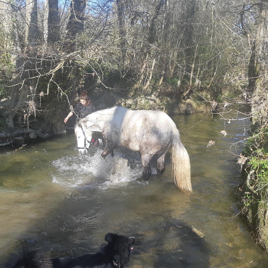 Balade  cheval Dordogne Prigord photo 4