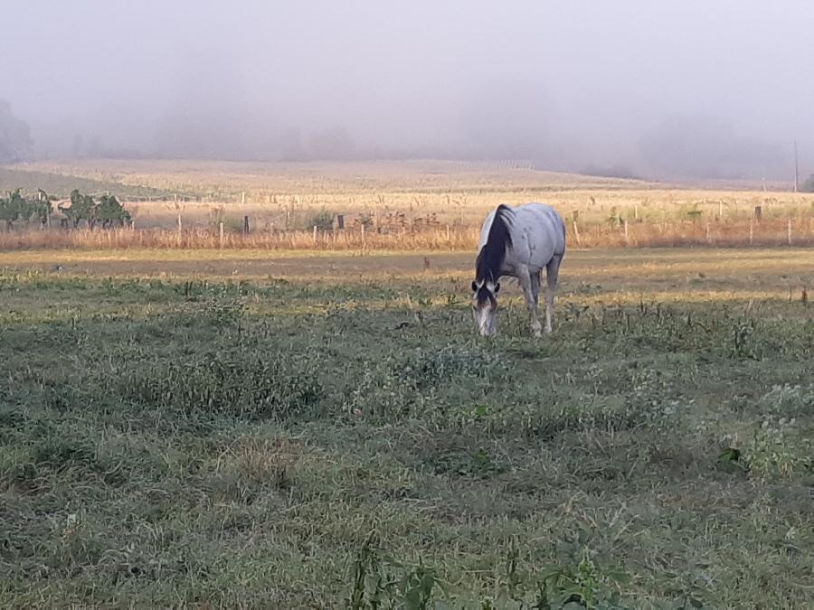 Balade  cheval Dordogne Prigord