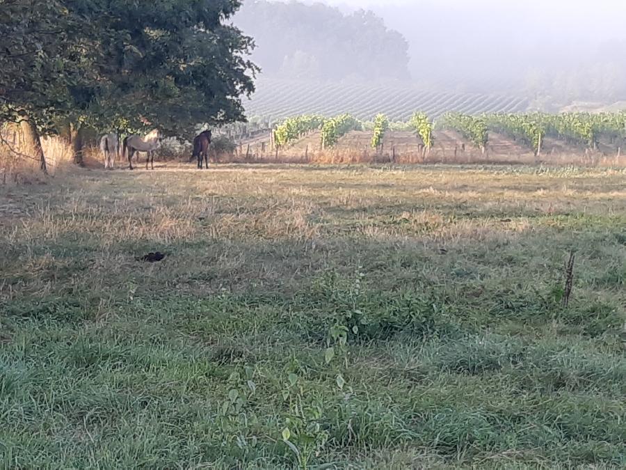 Balade  cheval Dordogne Prigord photo 2