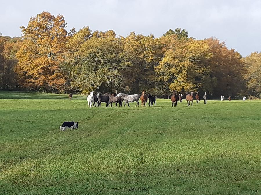 Balade  cheval Dordogne Prigord photo 3