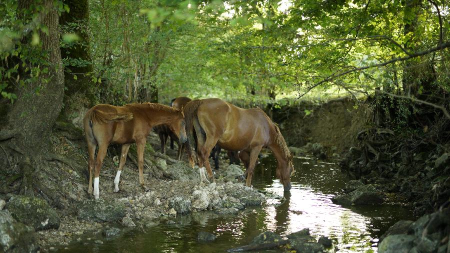 Stage quitation Dordogne Prigord photo 4