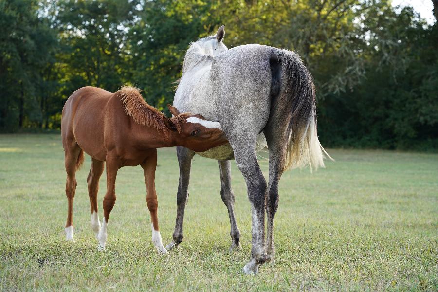 Balade  cheval Dordogne Prigord photo 5