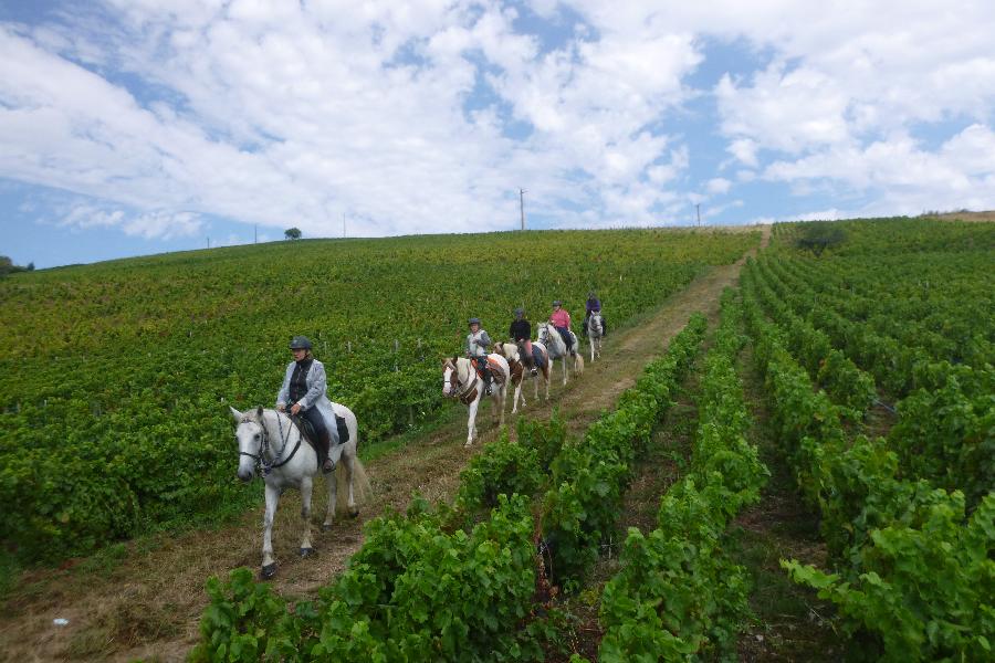 Randonne questre Sane-et-Loire Bourgogne du Sud photo 3