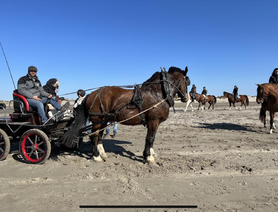 Sjour questre Bouches-du-Rhne Camargue photo 6