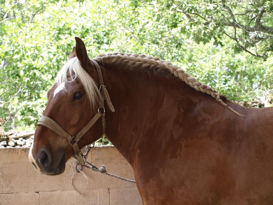 Balade  cheval Alpes de Haute-Provence  photo 4