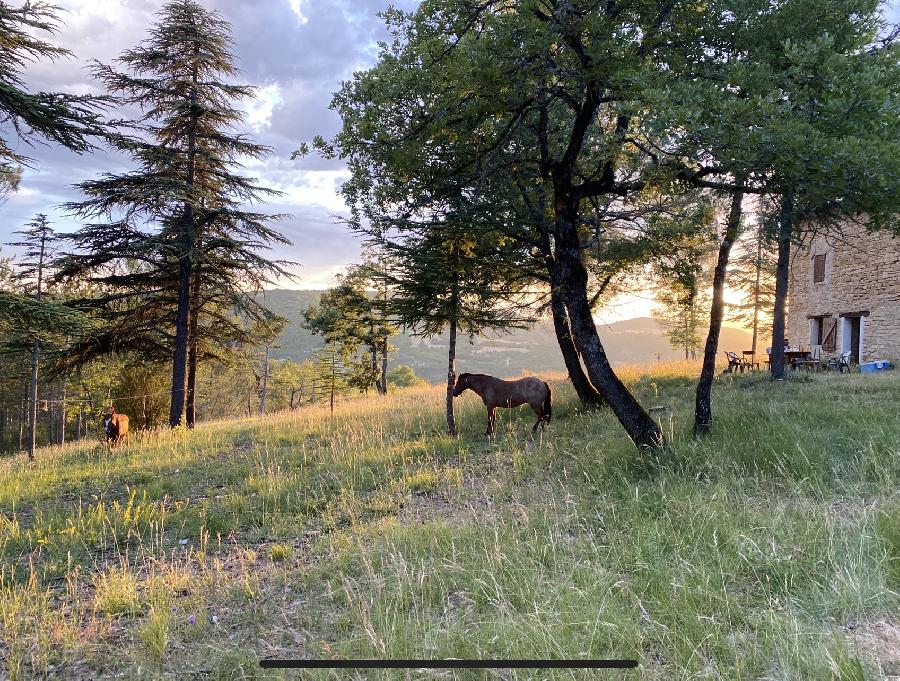 Randonne questre Alpes de Haute-Provence  photo 3